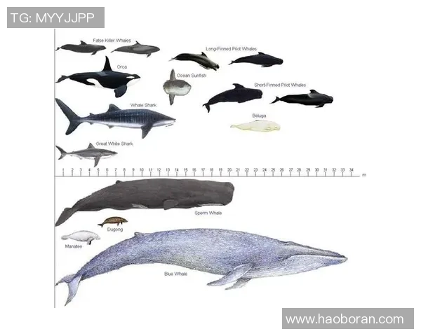 塞内加与美国平局交锋精彩回顾双方实力对比与未来展望 塞内加与美国平局交锋精彩回顾双方实力对比与未来展望